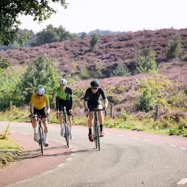 Drie wielrenners fietsen bergop langs een weg met bloeiende heide in de zon.
