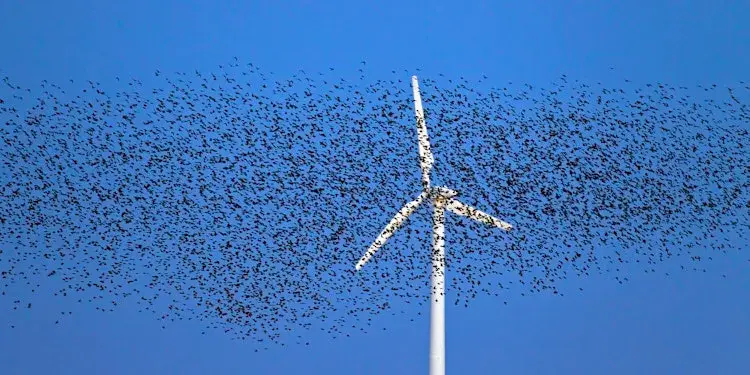Windmill with a large flock of birds in the sky.